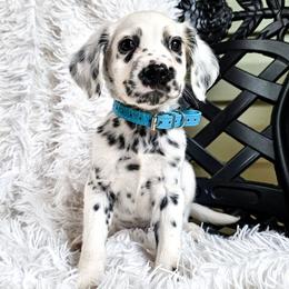 Nirvana - White and black male Dalmatian puppy in Gray, Georgia from Fuller Spots