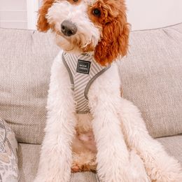 Goldendoodle and Poodle Puppies from CharleighRae Poodles and Doodles