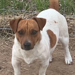 Ruby - Jack Russell Terrier
