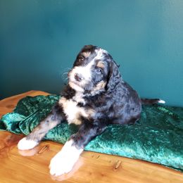 Bernedoodle Puppies from Badlands Bernedoodles