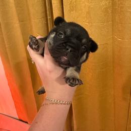 Bruce - Tricolors male French Bulldog puppy in Neosho, Missouri from K2S Frenchies