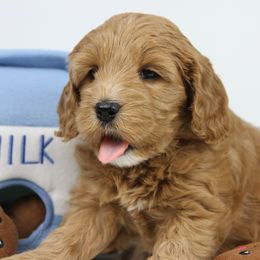 Australian Labradoodle Puppies from Cotton Creek Labradoodles