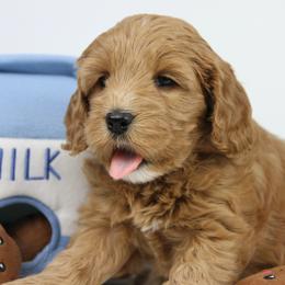 Australian Labradoodle Puppies from Cotton Creek Labradoodles