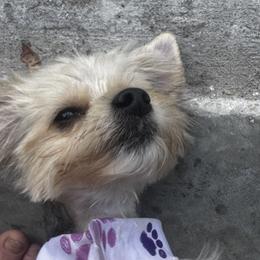 Shih Tzus, Shorkies, and Yorkshire Terriers from Tiny Tales Co.