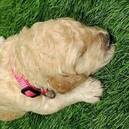 Pink collar - Cream female Goldendoodle puppy in Willow Springs, Missouri from Todd Family Homestead