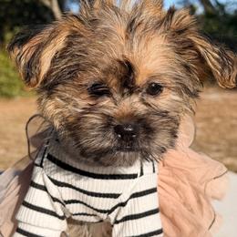 Shih Tzus, Shorkies, and Yorkshire Terriers from Yorkie  And Shih Tzu Love