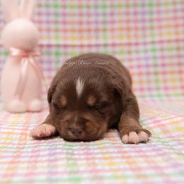 Daphne - Red tri female Miniature Australian Shepherd puppy in Lacombe, Louisiana from Indigo River Toy & Mini Aussies