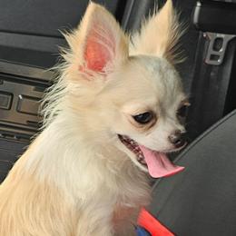 Diego - Chihuahua