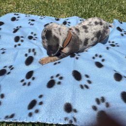 Dachshund Puppies from TLC Dachshund