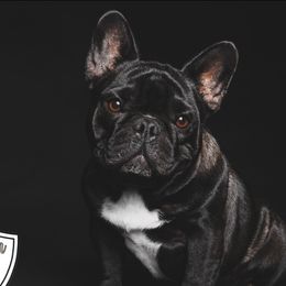 Catrina (Cathy) - French Bulldog