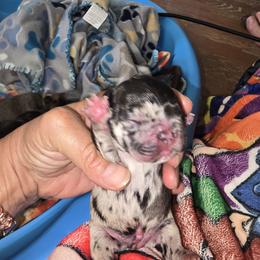 Black merle male - Black male French Bulldog puppy in Summerville, Tennessee from R&J Frenchie