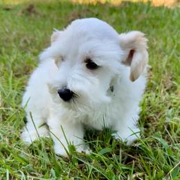 Cameo - Wheaten male Miniature Schnauzer puppy in Byron, Georgia from Smilee Schnauzers