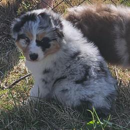 Baked Potato - Blue merle female Australian Shepherd puppy in Leavenworth, Kansas from Silverbrook Australian Shepherds