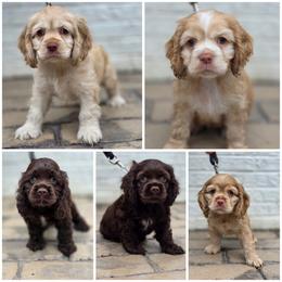 Cocker Spaniel Puppies from Cocker Cottage