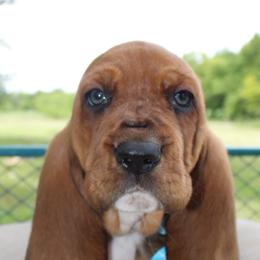 BART - Red and white male Basset Hound puppy in Jacksboro, Texas from Basset Hounds of Jacksboro, Tx