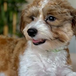 Havanese from Nevin Keeney