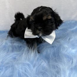 King Magnus - Black and tan male Shih Tzu puppy in Columbia, Kentucky from Lisa Bandy Luxe Shih Tzu