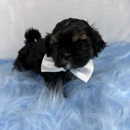King Magnus - Black and tan male Shih Tzu puppy in Columbia, Kentucky from Lisa Bandy Luxe Shih Tzu