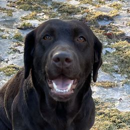 Maple - Golden Retriever