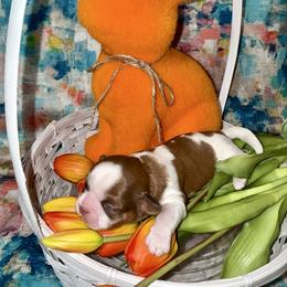 Diamond - Liver and white female Shih Tzu puppy in Sherman, Texas from Shannon’s Sugar Sweet Shih Tzu’s