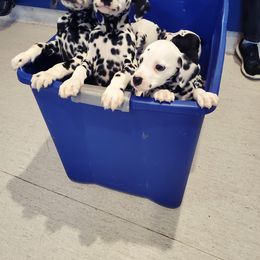 Dalmatian Puppies from CCX River City Dalmations