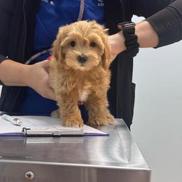 Luis - Red male Maltipoo puppy in West Jordan, Utah from Mid Sized Maltipoos and More LLC