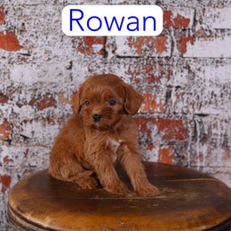 Rowen - Red male Cavapoo puppy in Calhoun, Georgia from Happy Top Doodles