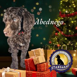 Red- Abednego - Poodle puppy from Impressive Cartwright Poodles