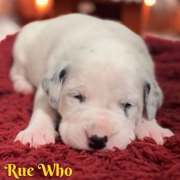 Rue Who - White and black female Dalmatian puppy in Whitwell, Tennessee from Rock a Dalmatian “RockADal”