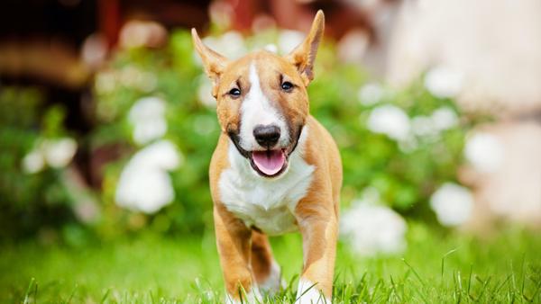 Find Miniature Bull Terrier puppies for sale near Woodland Hills, CA