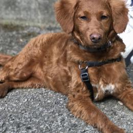 Lady - Goldendoodle