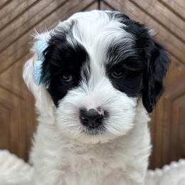Cosmo - Black and chalk male Australian Labradoodle puppy in Citrus Heights, California from Elite Blend Labradoodles