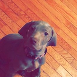 Weimaraner Puppies from North Georgia Weims