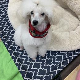 Poodle Puppies from Araceli Toy Poodles