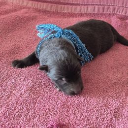 Nola's Turquoise Boy - Black male German Shepherd puppy in Lake George, Colorado from High Country German Shepherds