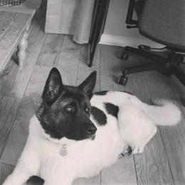 Khloe Bear - Akita