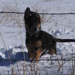 German Shepherds from Invelvet Kennels