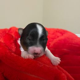 Poppy - Parti female Yorkshire Terrier puppy in Carleton, Michigan from Jo Smallwood