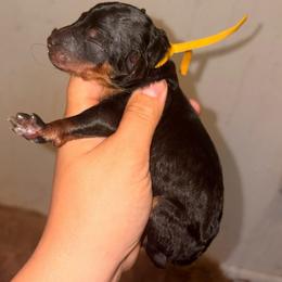 Carina - Phantom female Poodle puppy in Toledo, Ohio from Exquisite Dalmatians & Standard Poodles