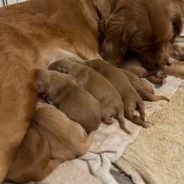 Girl 1 - Dark golden female Golden Retriever puppy in Lebanon, Oregon from Dark Goldens on Hilltop