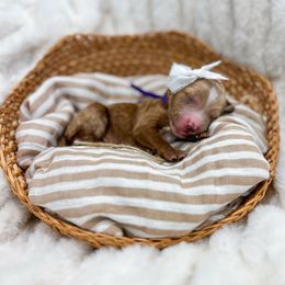 Sarabi - Red  female Goldendoodle puppy in Sulphur, Louisiana from Curly Q’s Of Carlyss
