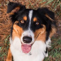 Juniper - Black tri-color female Australian Shepherd puppy in Aberdeen, North Carolina from Huckleberry Hill Aussies LLC.