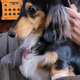 Dachshunds from Little Miss Dachshunds of Montana