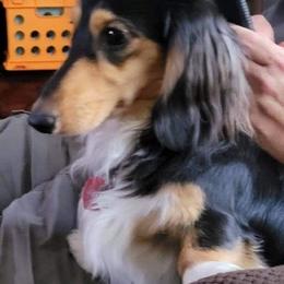 Dachshunds from Little Miss Dachshunds of Montana