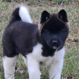 Akita Puppies from Magnolia Akitas