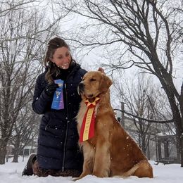 Golden Retriever All Grown Up from Golden Glory