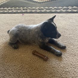 Australian Cattle Dog Puppies from Cactus Heelers Arizona