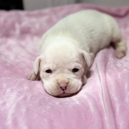 Girl 2 - White female Boxer puppy in Prestonsburg, Kentucky from Bre’s Boxers