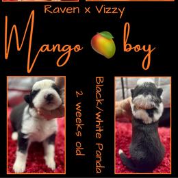 MANGO BOY - Panda male German Shepherd puppy in Apache Junction, Arizona from CS Vista Farms