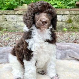 Courage - Parti male Poodle puppy in Hanover Township, Pennsylvania from Apricity Poodles